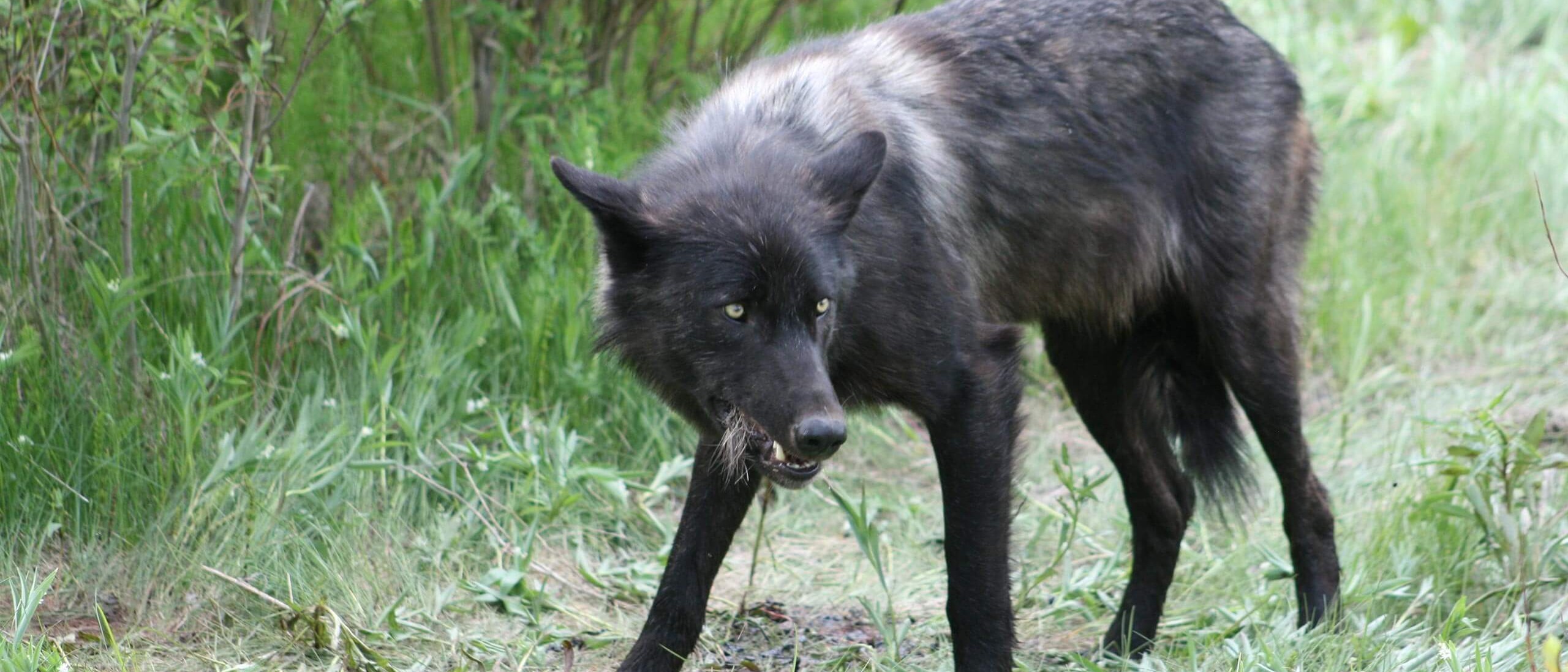 Predator Control | B.C. Wildlife Federation