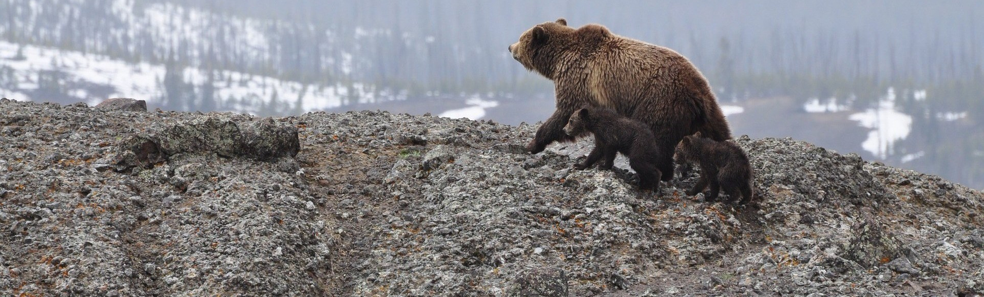 Guardians Of B.C.'s Wildlife | B.C. Wildlife Federation