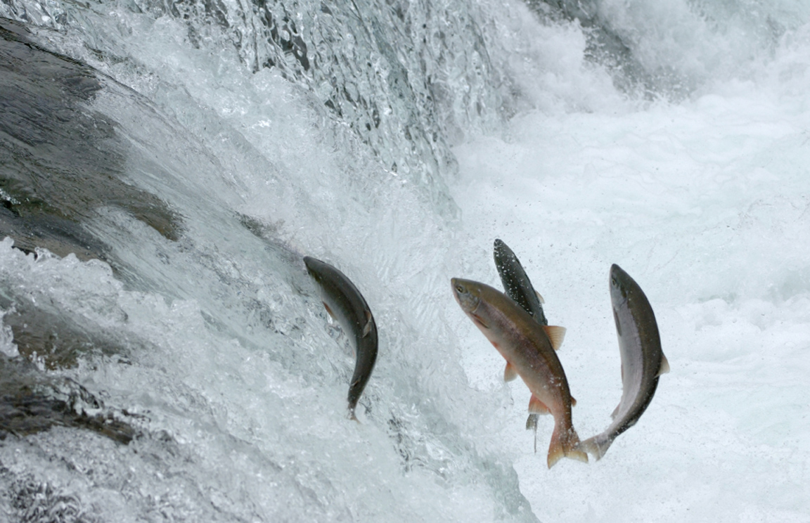 Leaping towards a brighter future B.C. Wildlife Federation