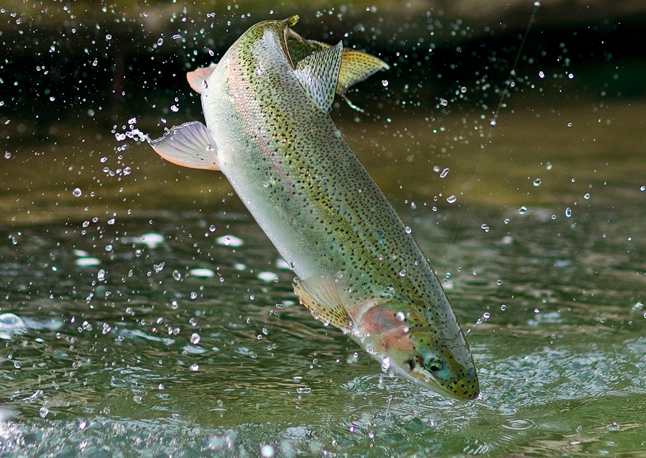 Recovery & Persistence of Interior Fraser Steelhead – Webinar | B.C ...