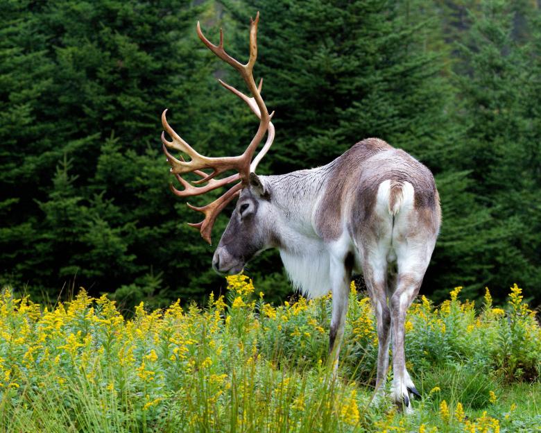 Southern Mountain Caribou B.C. Wildlife Federation