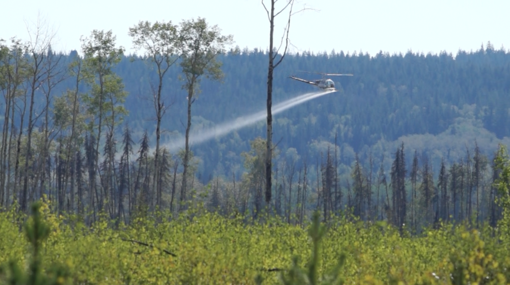 BCWF Formal Position On The Glyphosates And Other Systemic Herbicides ...