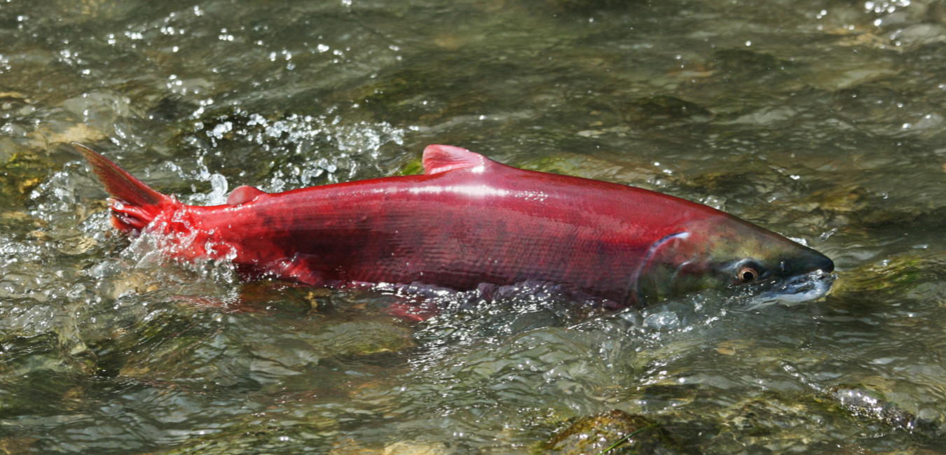 BCWF Calls for Change in Salmon Management | B.C. Wildlife Federation