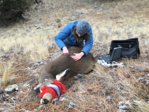 Southern Interior Mule Deer Project Update