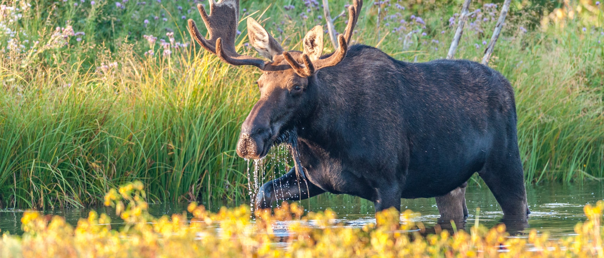 Moose Winter Tick Survey Running From January 1 – April 30, 2021 | B.C ...