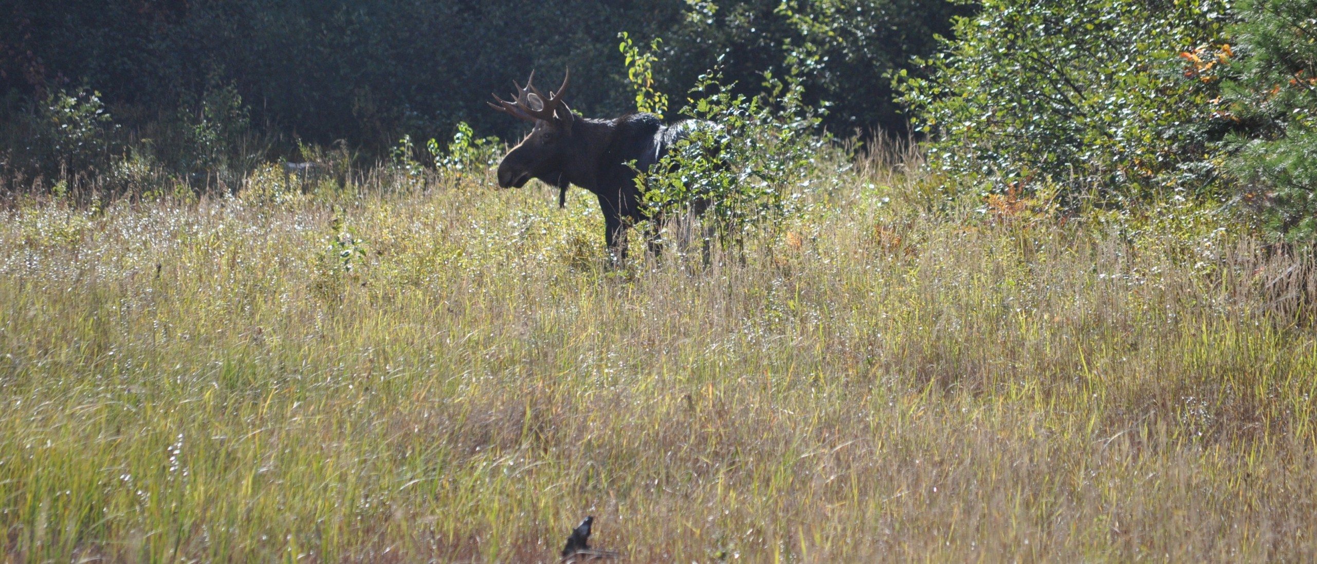 Factors Affecting Moose Populations in Interior B.C. B.C. Wildlife