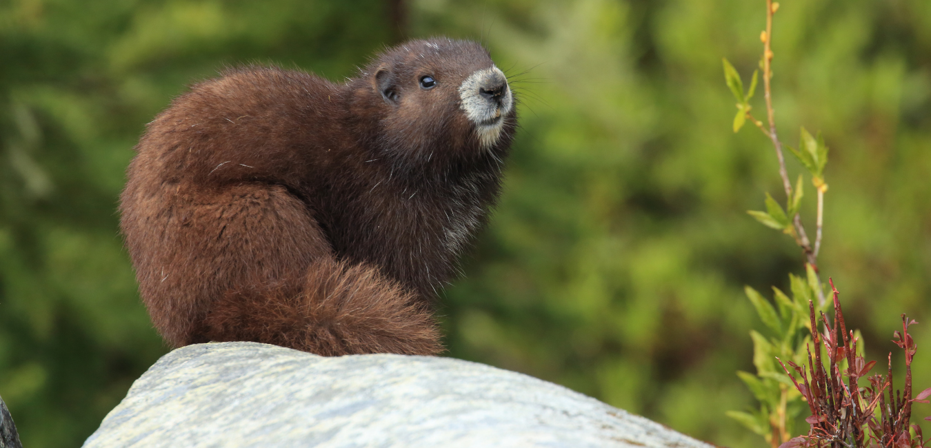 World Wildlife Day 2021 | B.C. Wildlife Federation