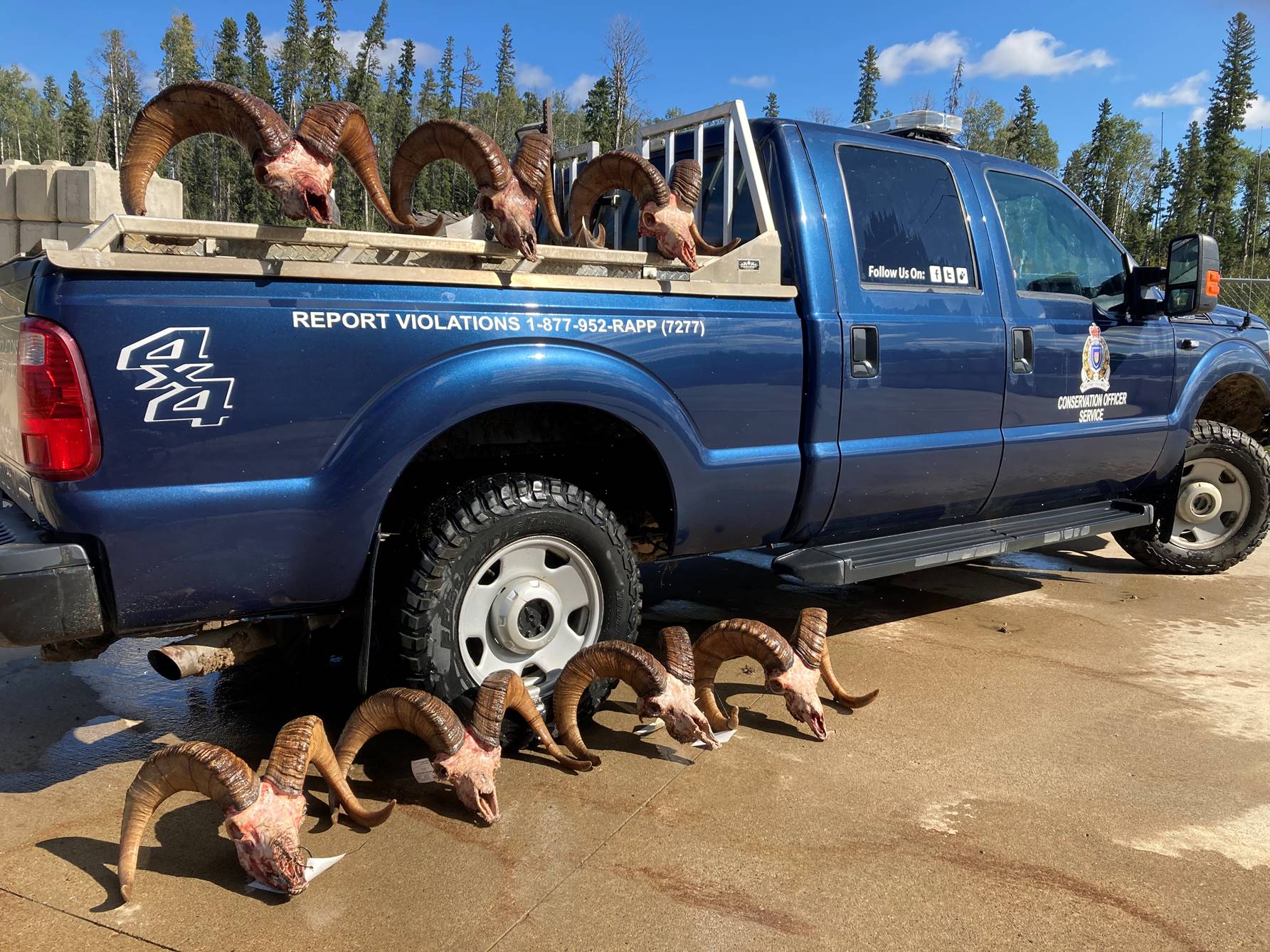 BCWF strongly recommends harvesting full curl rams over eight