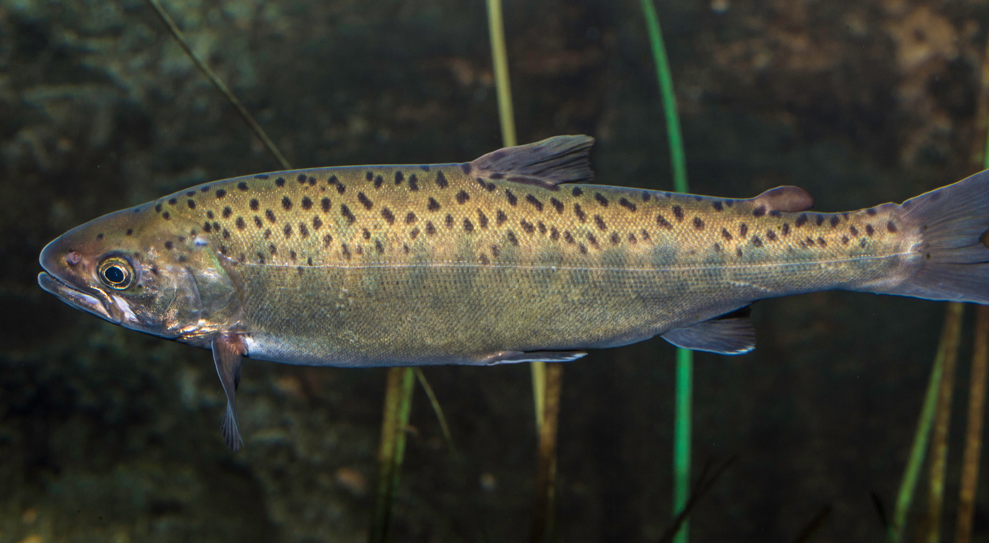 Lesser Salmonids The role of marine and freshwater regime changes in the declines of ...