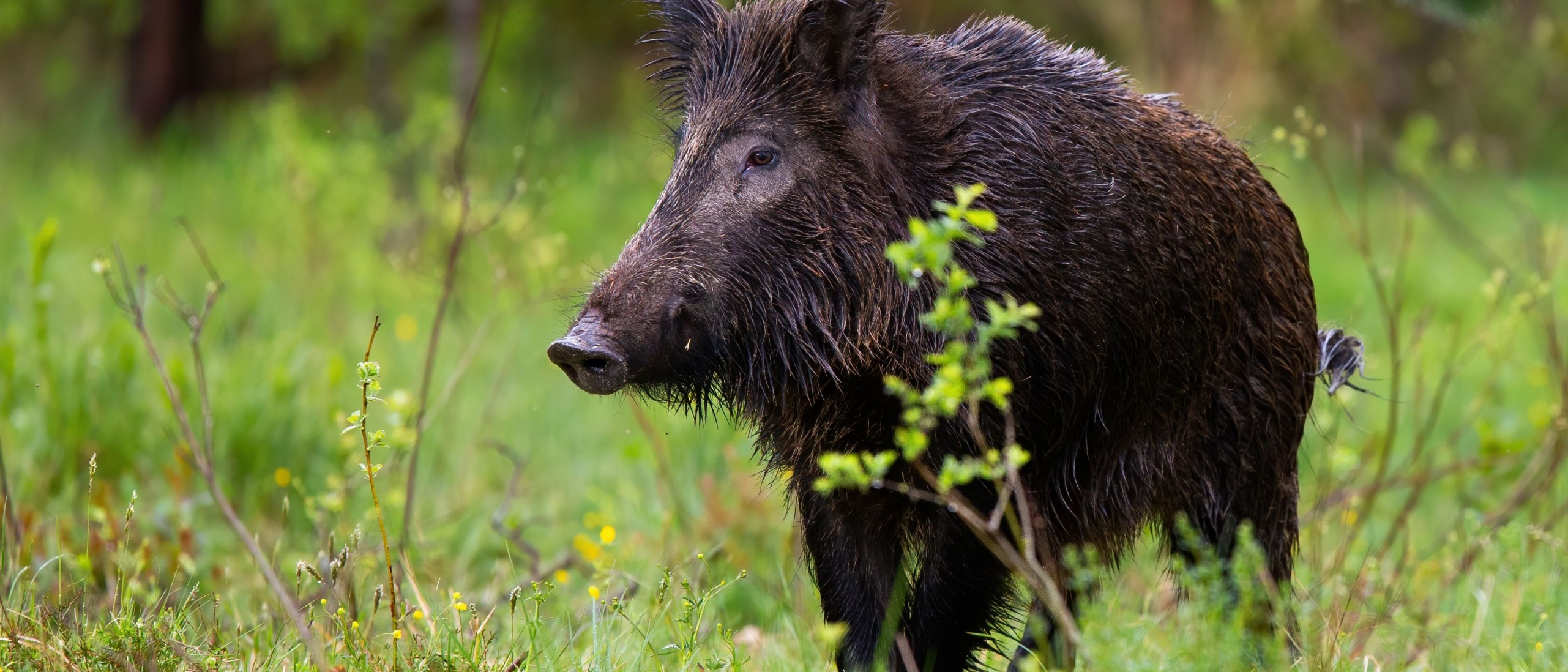 Danger of pigs in the wild | B.C. Wildlife Federation