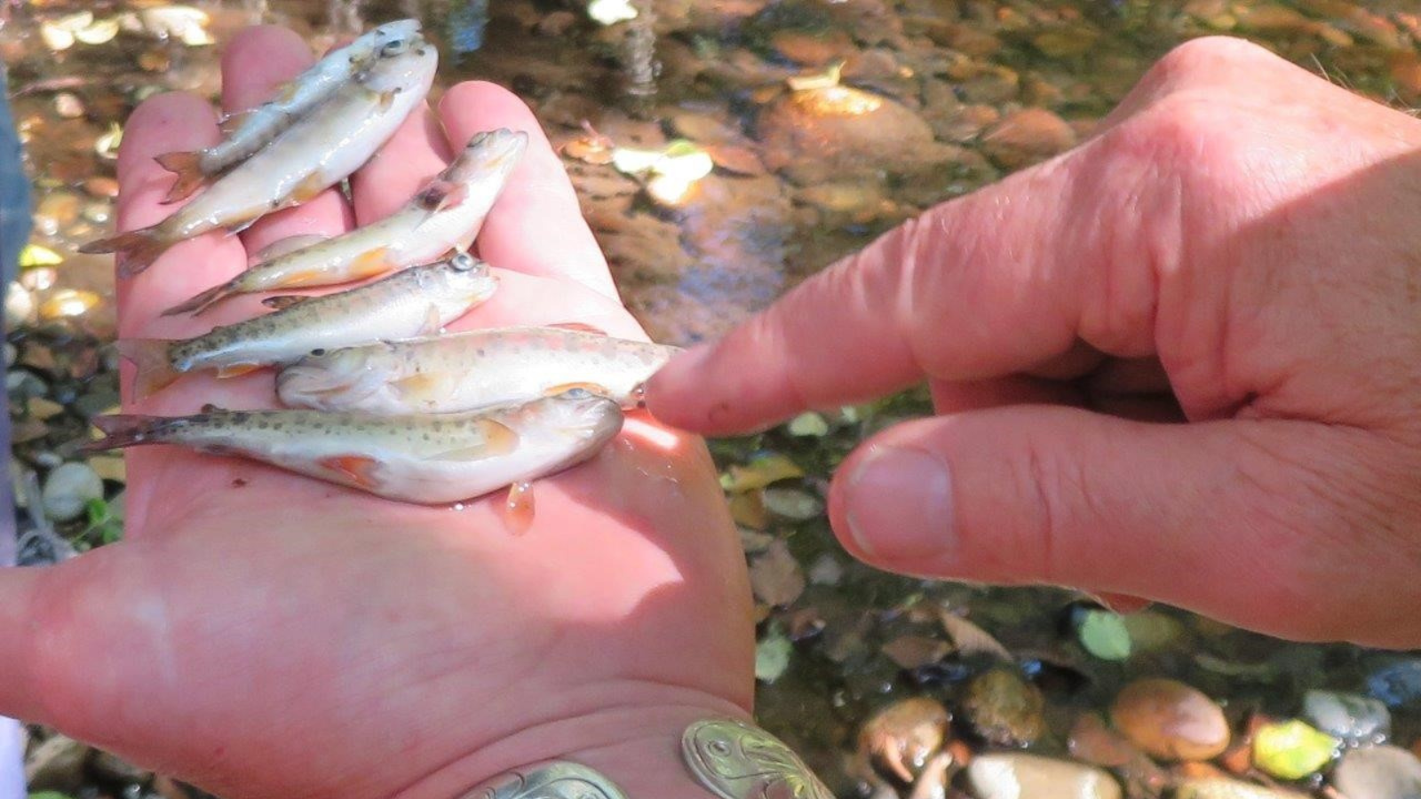 fish-habitat-workshop-in-delta-witnesses-fish-kill-firsthand-b-c