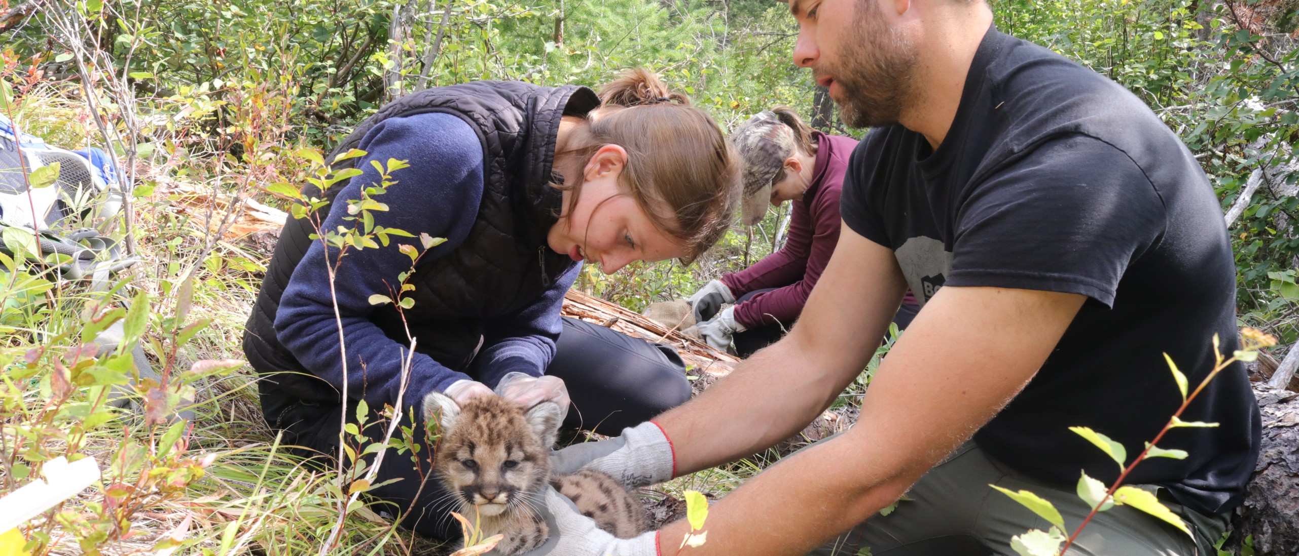 Mitacs Grants Extend BCWF’s Cougar And Mule Deer Research Projects | B ...