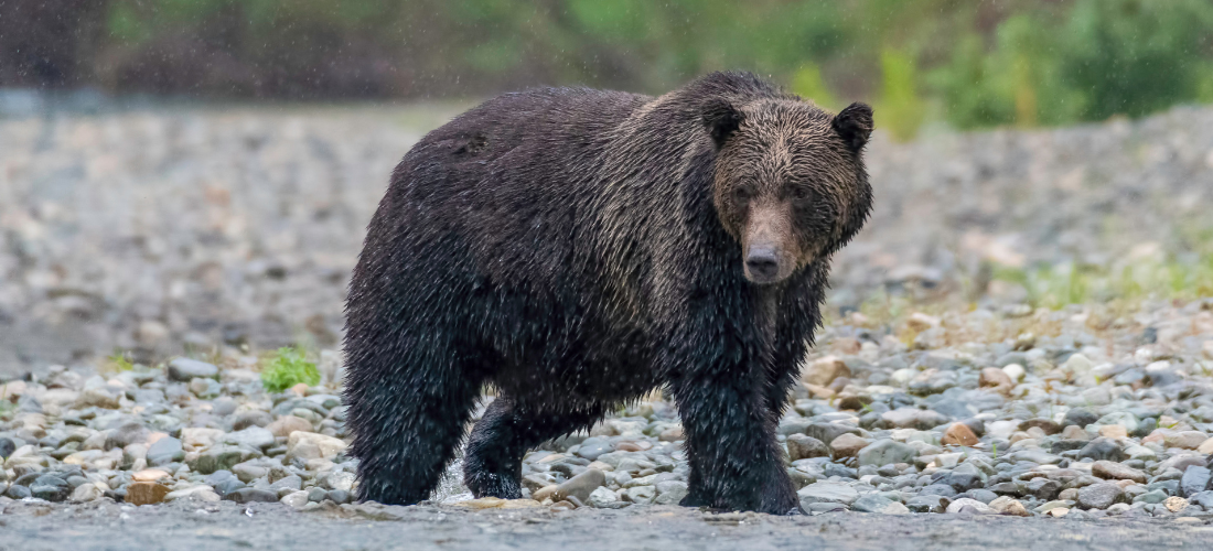 BCWF Feedback to the Grizzly Bear Stewardship Framework Public ...