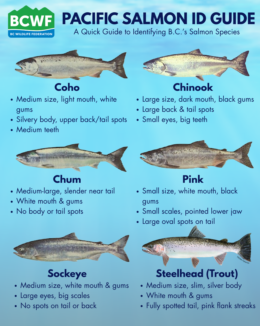 A Field Guide To Pacific Salmon Identification B C Wildlife Federation